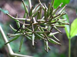   Fruits:   Ceodes umbellifera ; Photo by D. Eickhoff, commons.wikimedia.org
